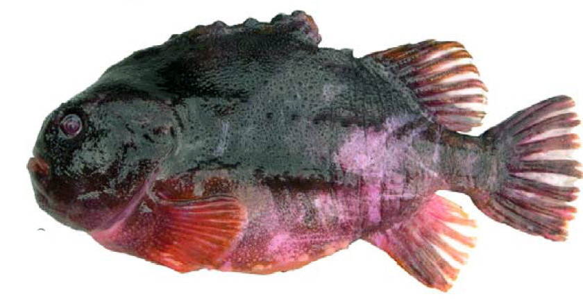 Cyclopterus lumpus_07.jpg